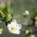 plum_tree_blossom.jpg