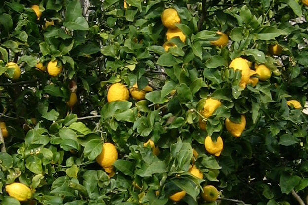 LemonTree